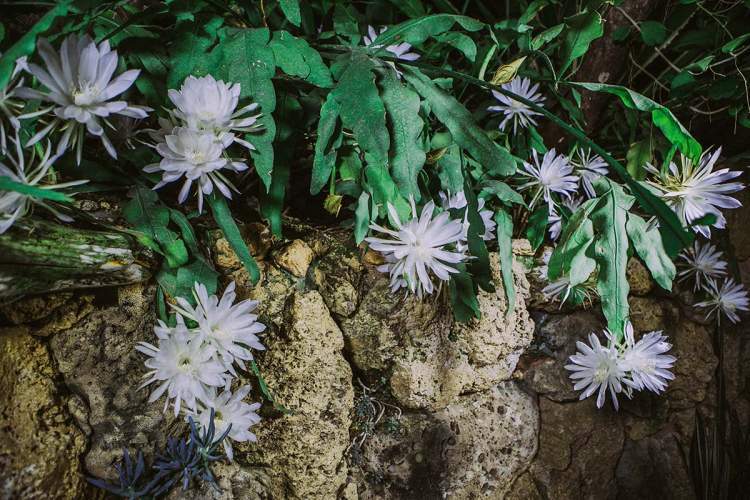 辰山植物园一株昙花上40余朵花同时绽放孙文莲首次开花