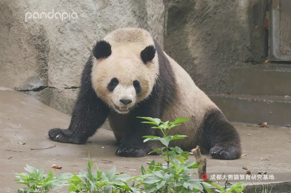 国宝大熊猫误入"黑熊园,没想到结局竟是这样