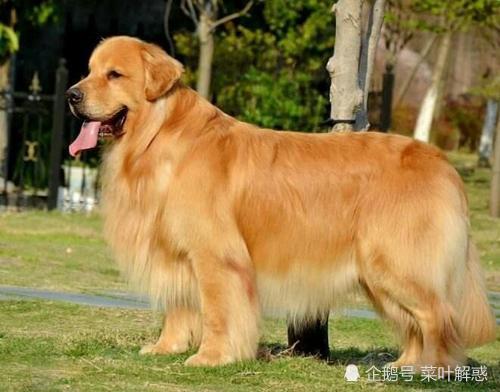 什么品种的狗最聪明？狗聪不聪明在于主人的管理