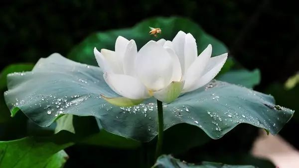 莲花出污泥而不染的圣洁性,也象征佛与菩萨超脱红尘,四大皆空.