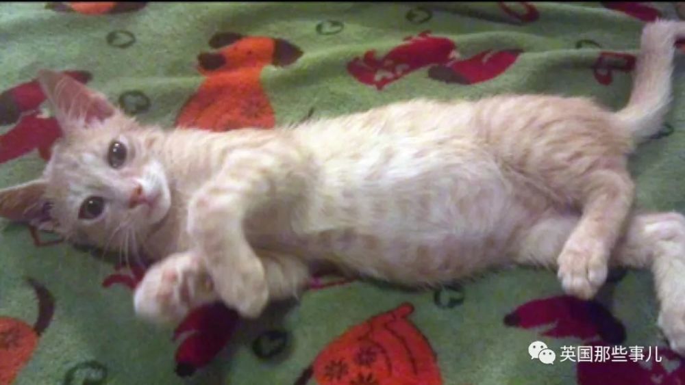 猫咪的救命特效药无处可买，铲屎官只能转向黑市…猫版达拉斯俱乐部？