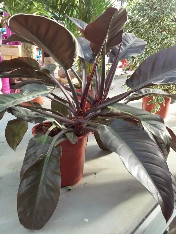和绝大部分的室内观叶植物一样,红帝王喜林芋能够养在光线明亮的灯光