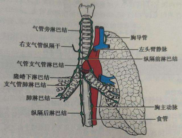 纵膈淋巴结肿大原因是什么