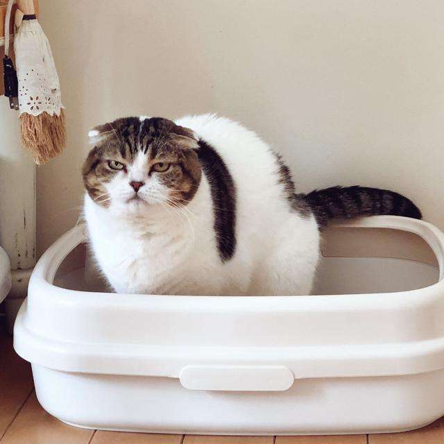 如果主人在猫砂盆里“拉粑粑”，猫咪会帮忙埋起来吗？