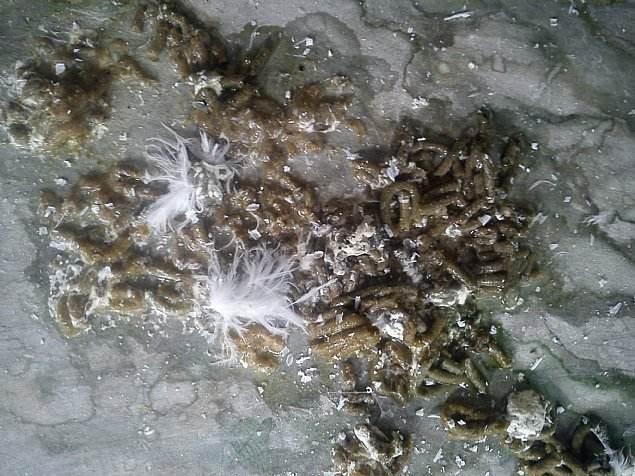 夏季毛滴虫猖獗做好这四点守护爱鸽健康