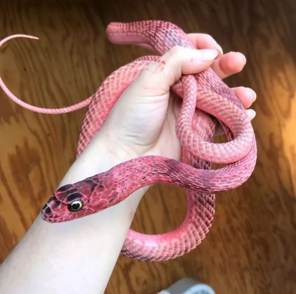 萌化了少女心的粉红色小蛇可不止一种