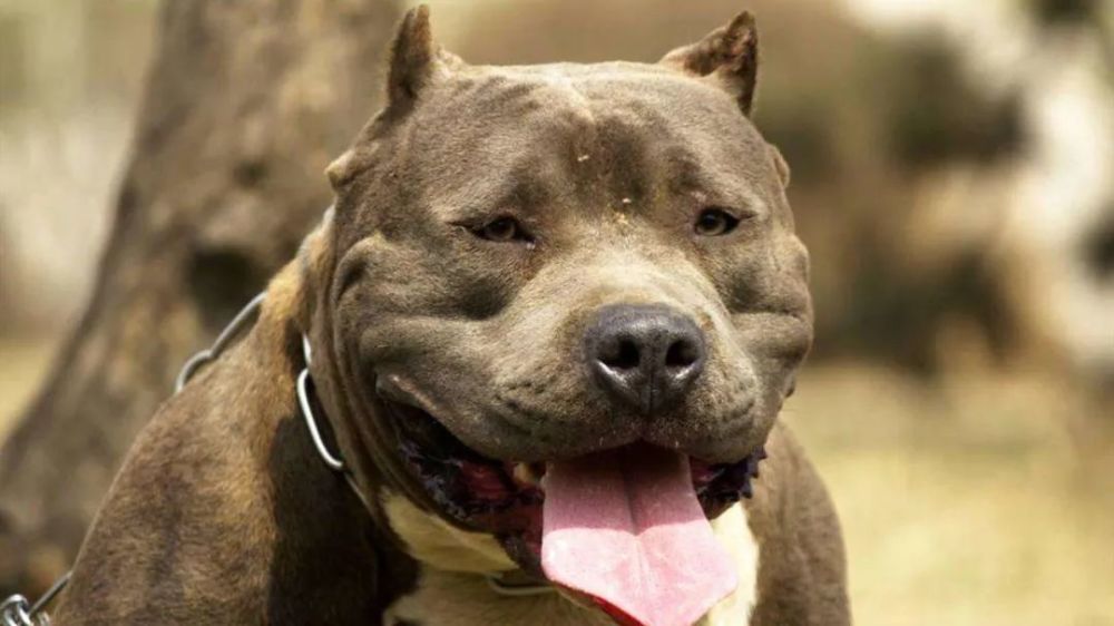 Top5地表最强猛犬，遇上它们，比特也只能是垫底！