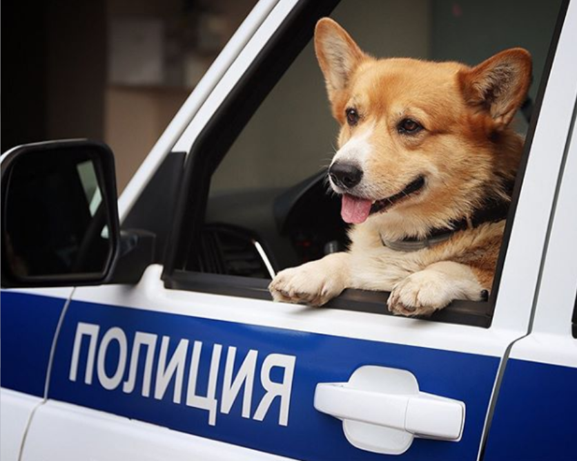 女儿想要柯基，却被妈妈养成俄国唯一的柯基警犬，小短腿只卖萌
