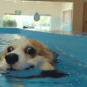 第一次下水请先带狗狗去上游泳课!