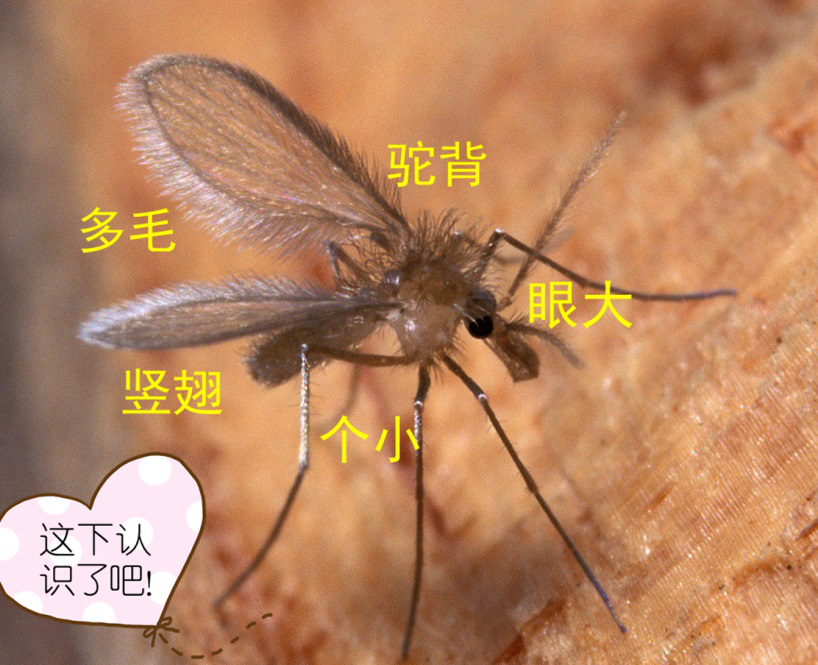 据鲁德领介绍,黑热病的病原体利什曼原虫主要通过媒介白蛉传播.