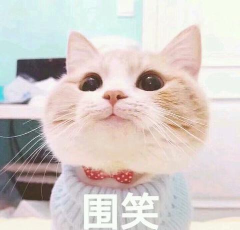 猫咪表情包:被生活磨平我这只小猫咪的棱角!