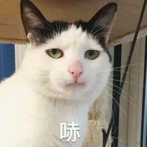 猫咪表情包:被生活磨平我这只小猫咪的棱角!