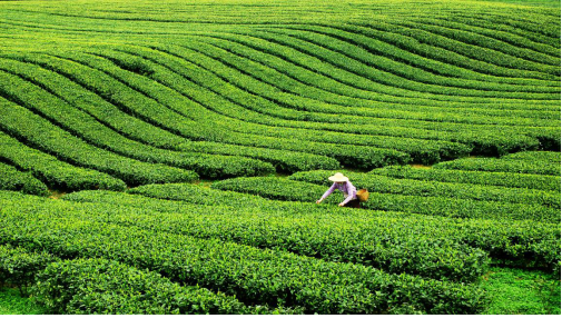 世界茶源,中国茶都——雅安名山