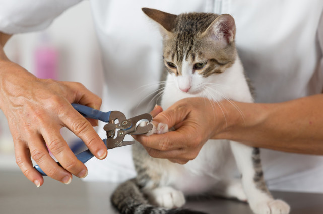 猫喜欢抓人怎么办