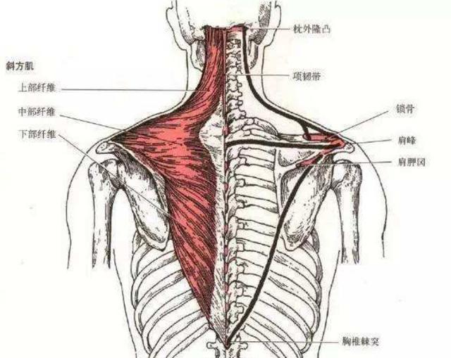 张子枫不仅瘦了,连斜方肌也没了,这才是19岁该有的模样