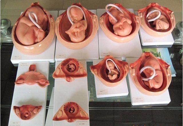 胎儿发育10个月的10种不同形态火了,看后令人感慨:为母则刚