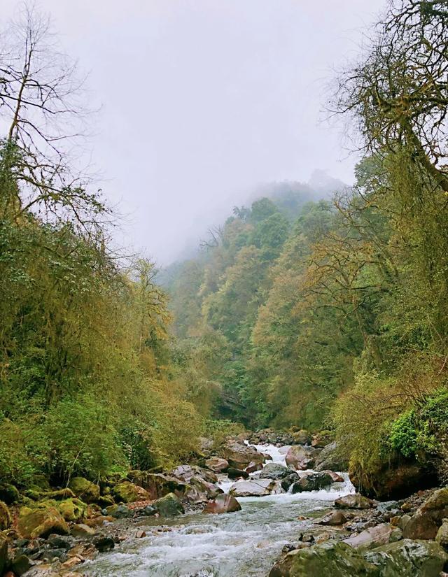 蜂巢岩景点位于黑竹沟沟口景区,这里是一片海拔在1800米至2000米的
