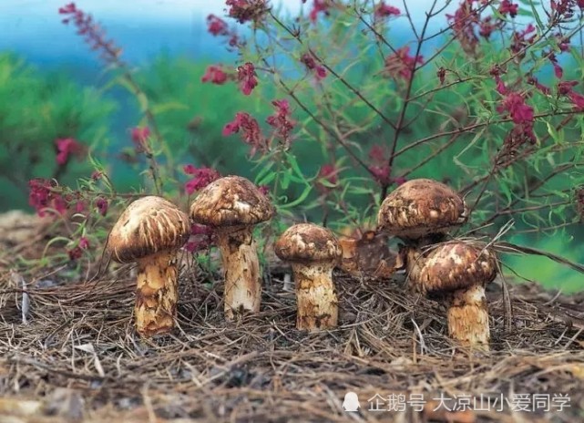 能食用野生菌大全,这35种野生菌你认识多少?