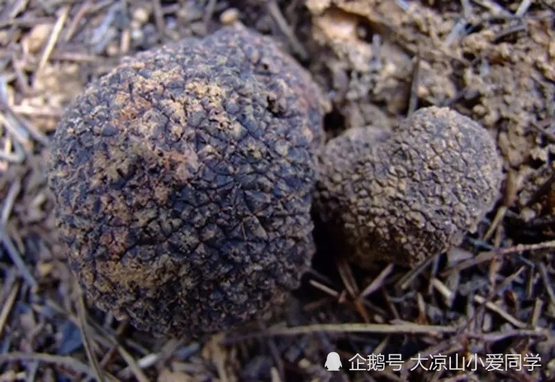 能食用野生菌大全,这35种野生菌你认识多少?