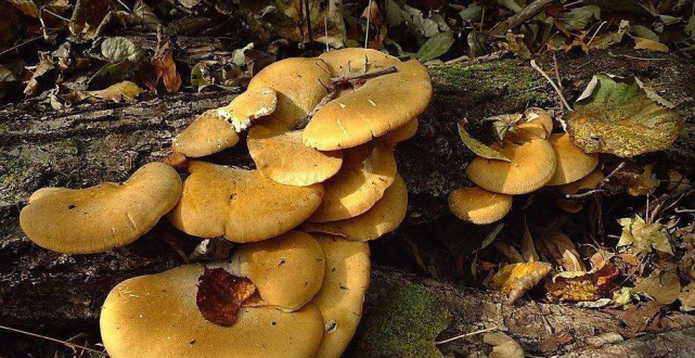 元蘑又叫"侧耳",是东北兴安岭深处所产的片状蘑菇,兼有菇的鲜美和耳的