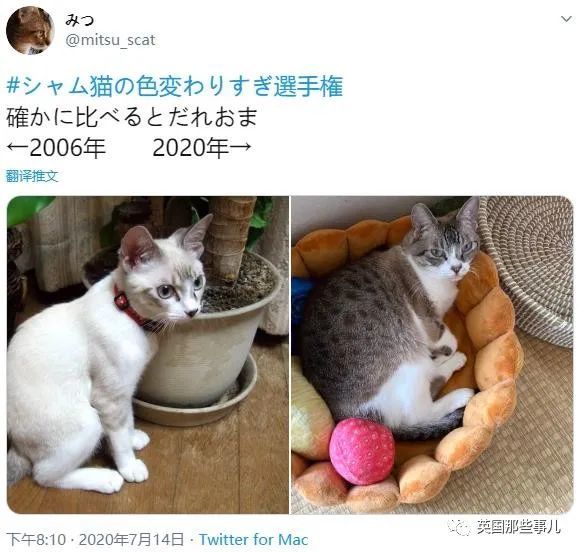 养暹罗猫＝拆盲盒？日渐变黑就算了，咋还能长成肥橘和三花？！