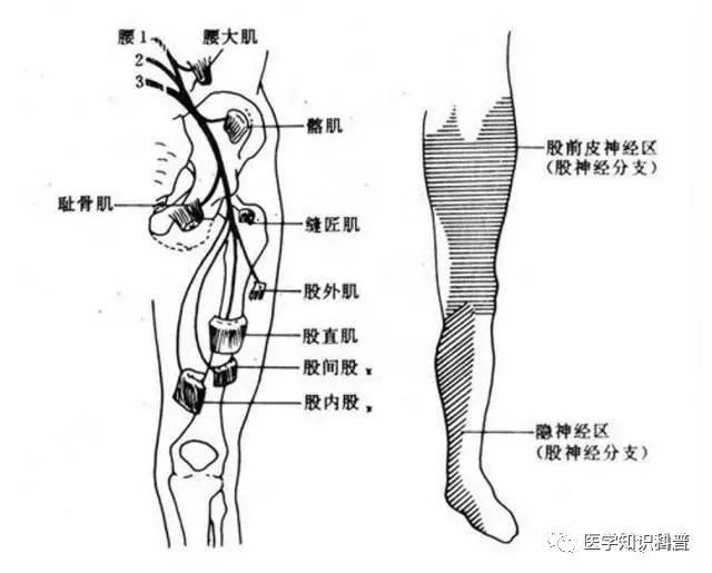 股神经的支配区域为:腰,腹股沟,大腿前,小腿内侧及足内侧.