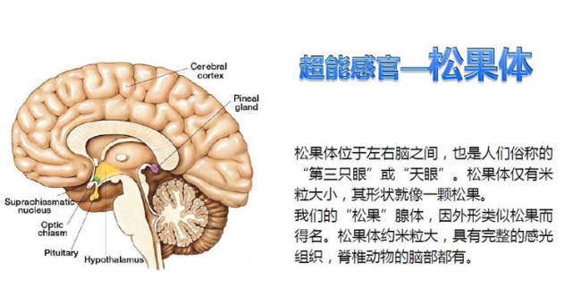 二,为何得名松果体以及位置