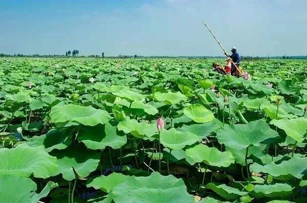 养在深闺人未识的"万亩荷塘" 这个周末一起划船,赏花