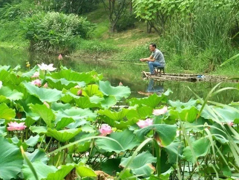 养在深闺人未识的"万亩荷塘" 这个周末一起划船,赏花