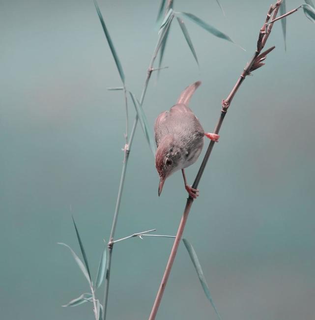 竹林里的小鸟