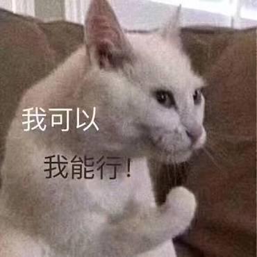 猫咪表情包:给你一击歪头杀!