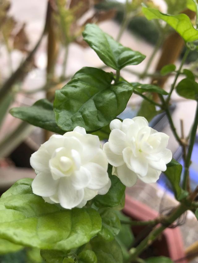 茉莉花里的"男神",花朵更大,更香,花期达半年,更值得