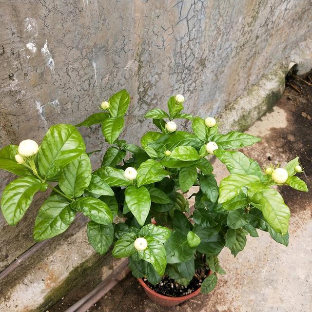 茉莉花里的"男神",花朵更大,更香,花期达半年,更值得