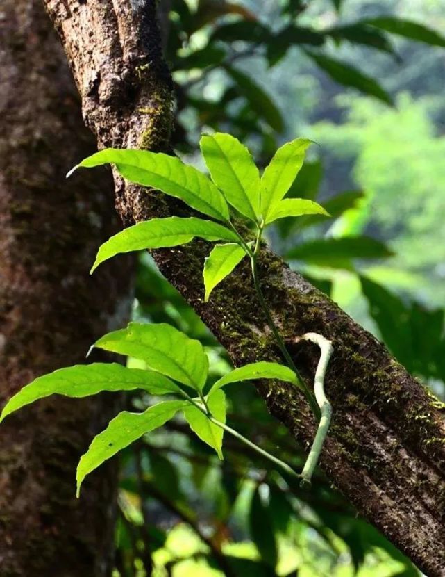 民间草药:扁担藤