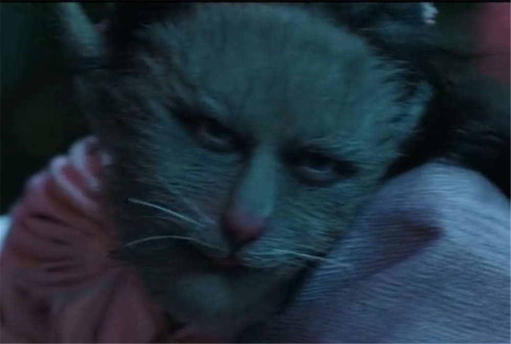聊斋电影《美人皮》:猫妖做了个可怕的决定,捉妖师都觉得可惜