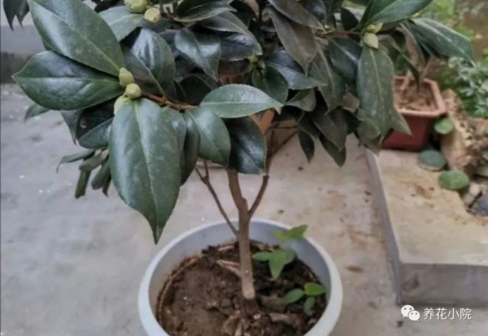 在给茶花施肥时,也要合理掌握好肥水的浓度,尽量做到薄肥勤施,以免肥