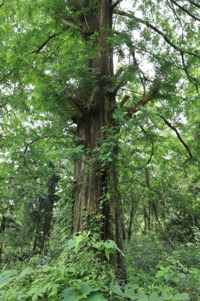 这里离余姚网红村不远颜值也很高古树参天溪水潺潺石桥精美