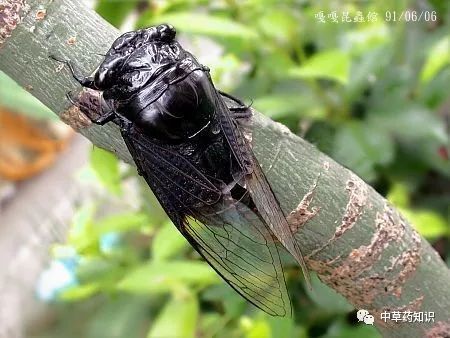 山蝉 cicada flammata dist.