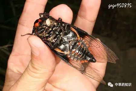 山蝉 cicada flammata dist.