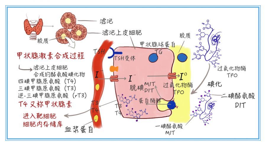 分泌「促甲状腺激素」入血液循环,运送到靶器官甲状腺,调控甲状腺生产