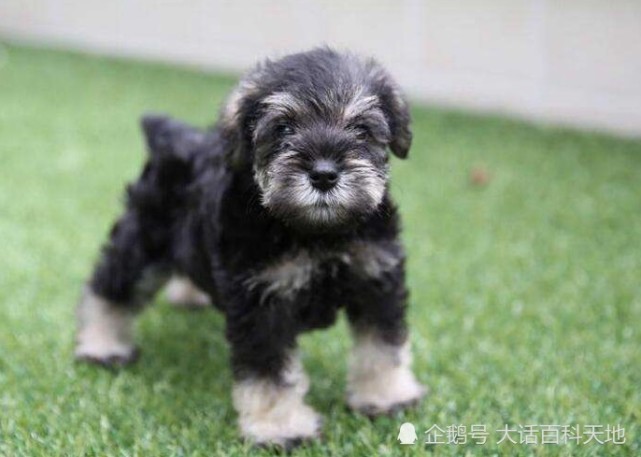 迷你雪纳瑞犬是标准雪纳瑞犬的小型化犬种,原产于德国巴伐利亚边区