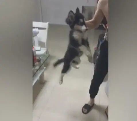 小二哈撒尿在客厅，主人一顿揍，二哈怀疑狗生！