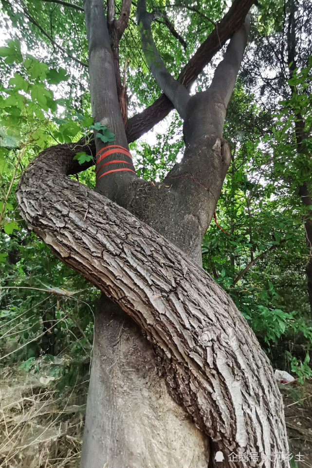 吕洞宾道观搬迁61年后,一棵榆树如蛇般缠上合欢树,游
