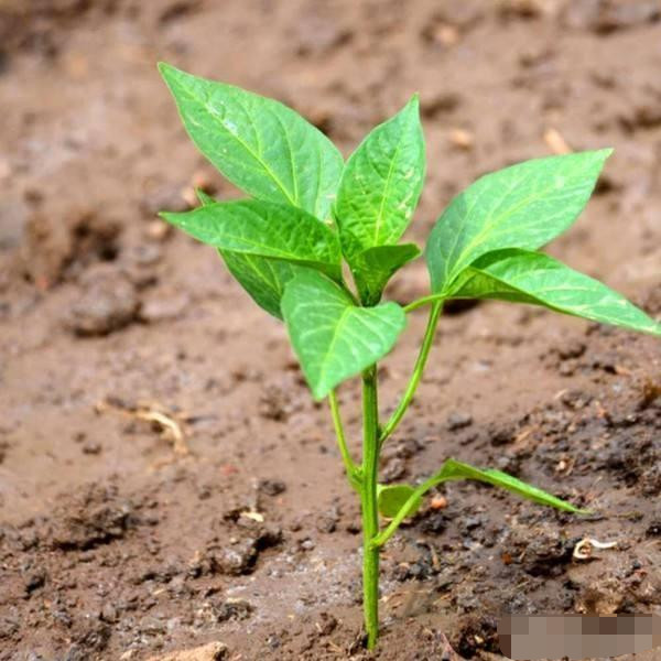 辣椒种植,植株对于生长环境有哪些要求?看完后明白了!