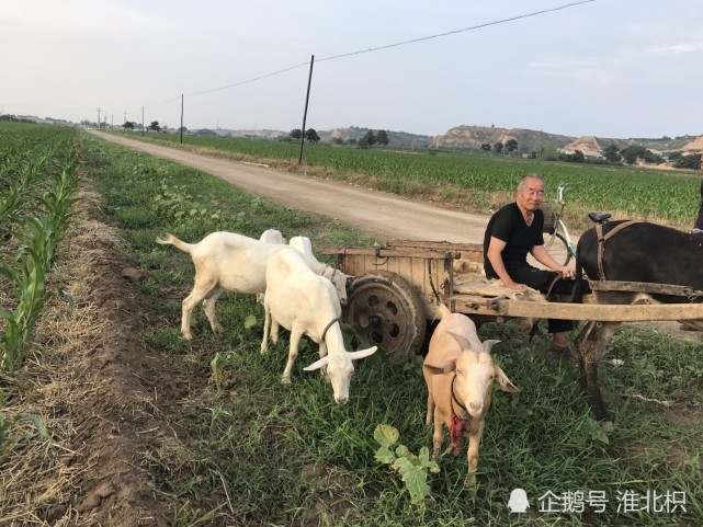 晋南农村 耄耋老人放羊赶着毛驴车