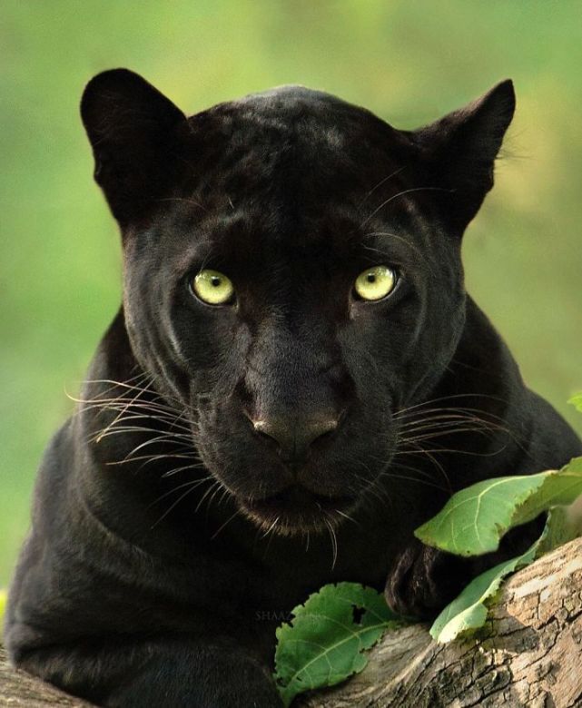与卡比尼森林的其他猫科动物不同,这里只有一只黑豹."摄影师解释道.