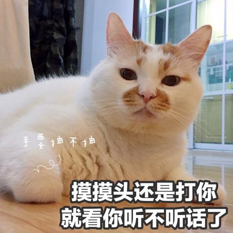 喵星人表情包:假如我年少有为不自卑,老公肯定一大堆!