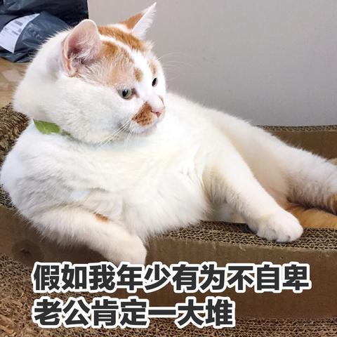 喵星人表情包:假如我年少有为不自卑,老公肯定一大堆!
