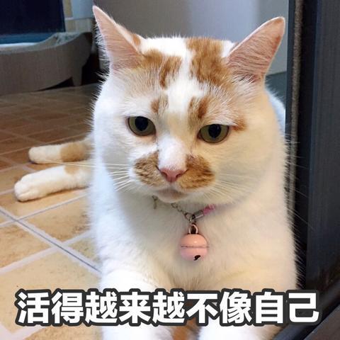 喵星人表情包:假如我年少有为不自卑,老公肯定一大堆!