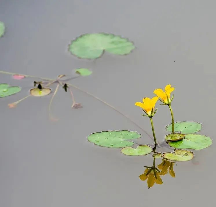 诗经有"参差荇菜,左右流之"之句,这让荇菜从古至今都很有名.